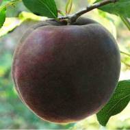 Саженец абрикос Черный персиковый